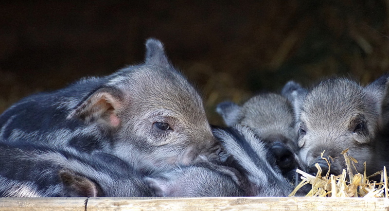 young, group of animals, portrait, animal family, piglets, young animal, mammal, close-up, family, pig, born, animal themes, tired, food, live new, animal