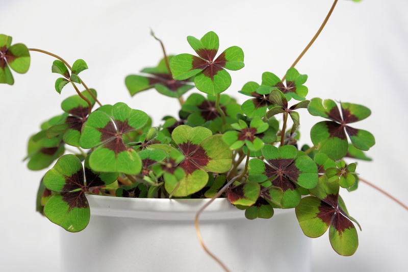 clover, freshness, food and drink, sylvester, growth, herb, twig, lucky clover, plant, flower pot, indoors, 5K, fragility, leaves, houseplant, symbol of good luck