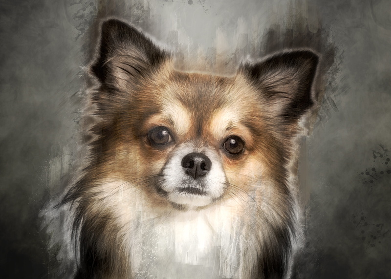 looking at camera, portrait, chihuahua - dog, no people, digital art, animal wildlife, fur, lap dog, white, domestic animals, chiwawa, adorable, animal body part