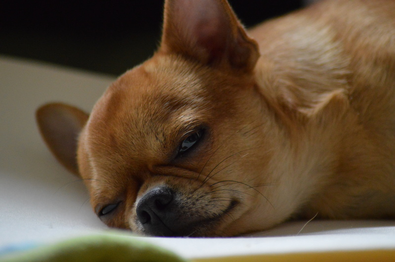 puppies, chihuahua, domestic animals, chihuahua - dog, close-up, relaxation, face, canine, animal body part, 5K, small dog, tired, hairy, dog, mammal