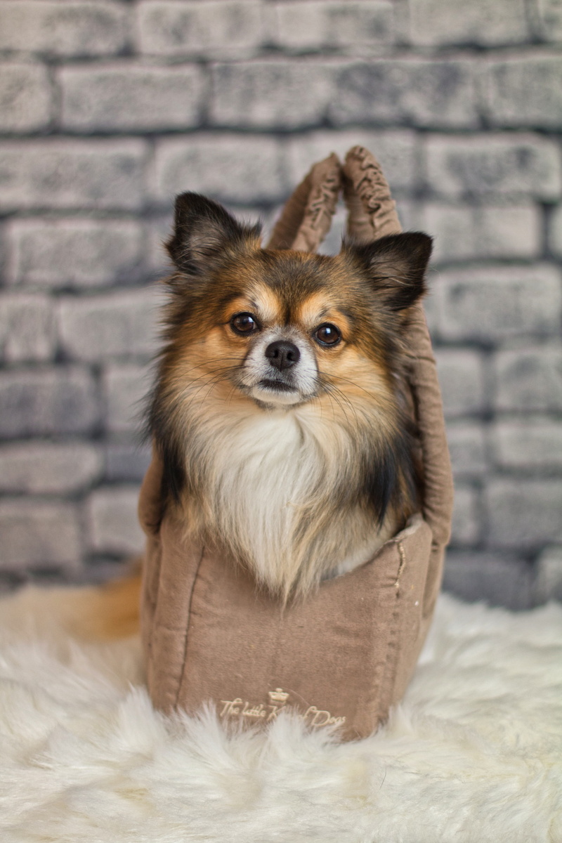 chihuahua, small, purebred, one animal, race, chiwawa, animal themes, animal, mammal, looking, pets, canine, domestic animals, brick wall, cute, close-up