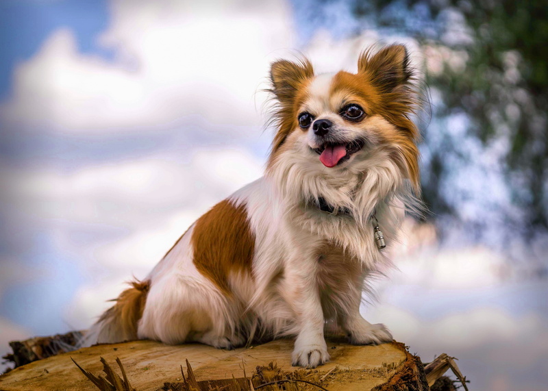 long, lap dog, domestic animals, toni, trunk, mammal, nature, chihuahua, chiwawa, sitting, people, border collie, pets, animal portrait, daytime, small