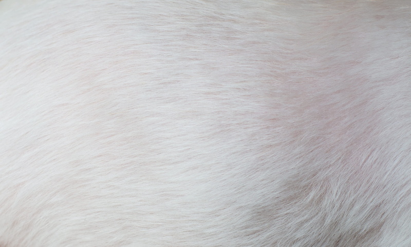 domestic, no people, softness, white color, fur, textile, white, mammal, leather, dog fur, animal hair, coat, domestic animals, textured effect, clean