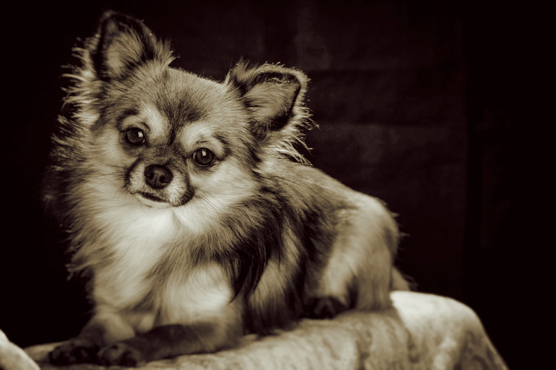 small dog, animal, mammal, sitting, domestic, pets, looking at camera, hairy, indoors, studio Shot, chihuahua, young animal, no People, white brown, german longhaired pointer