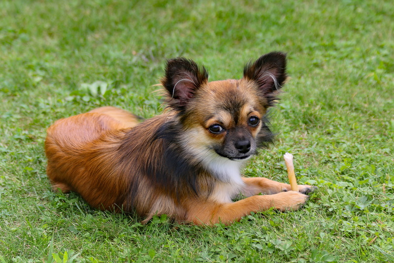 4K, no people, animal themes, relaxation, animal, domestic, chiwawa, young animal, dog, pets, domestic animals, grass, hairy, day, vertebrate, one animal