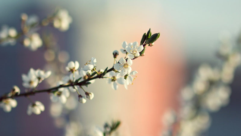 Green, season, widescreen, flowers, x, spring, 2K, art, hd, seasons, nature