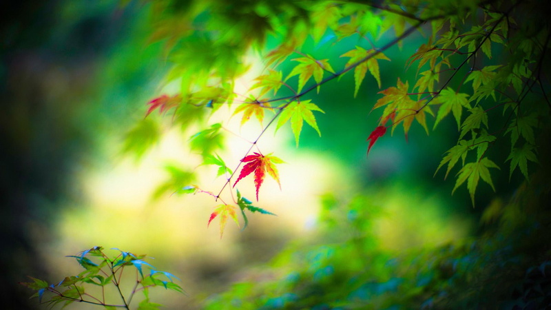 clean, fresh green leaves, desktop, eye desktop, leaves, green, fresh, eye, 1080P