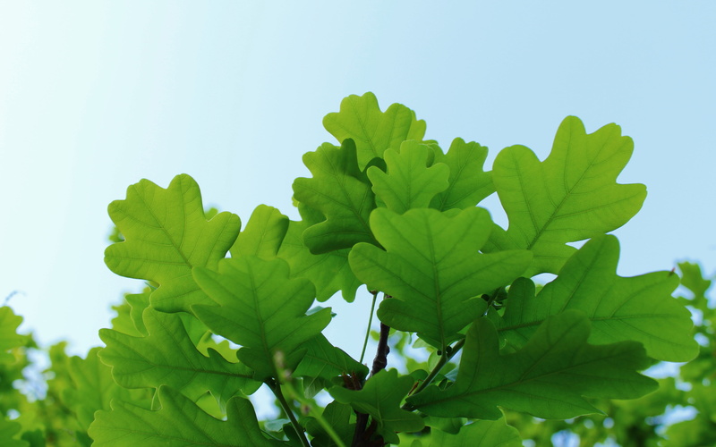 green  sky, green, backgrounds, summer, leaf, selective, leafy, photo, freshness, green Color, green leaf, nature, plant, 5K, Oak
