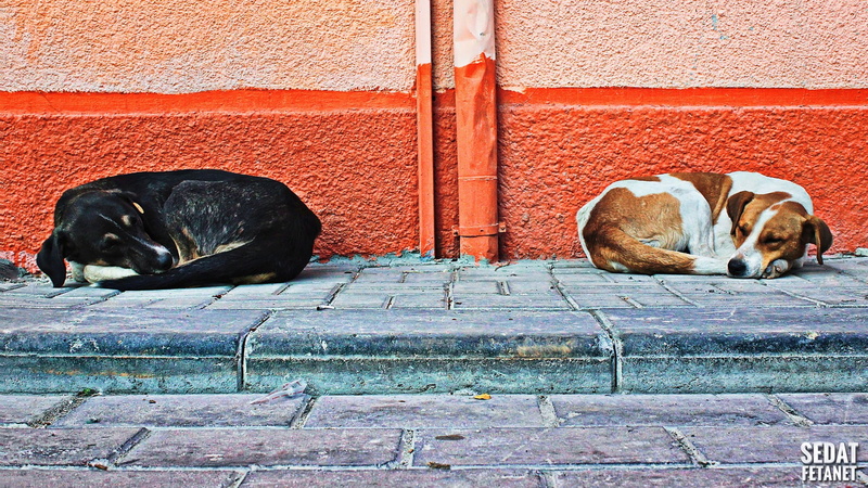 group of animals, sitting, dogs, built structure, animals, no people, building exterior, relaxation, day, cat, domestic cat, architecture, mammal, wall