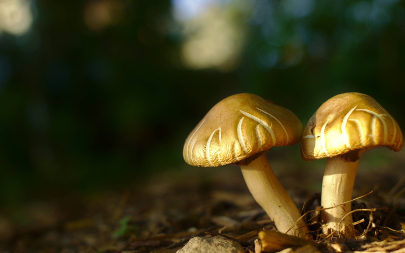 vegetable, close-up, growth, no people, 2K, nature, food, freshness, focus on foreground, plant, toadstool, mushrooms, fragility, edible mushroom, fungus