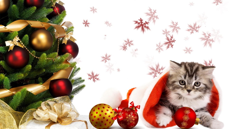 feliz navidad, christmas, tree, decorations, kitten, wishes, ribbons, kitty, bows, snowflakes, xmas, 1080P
