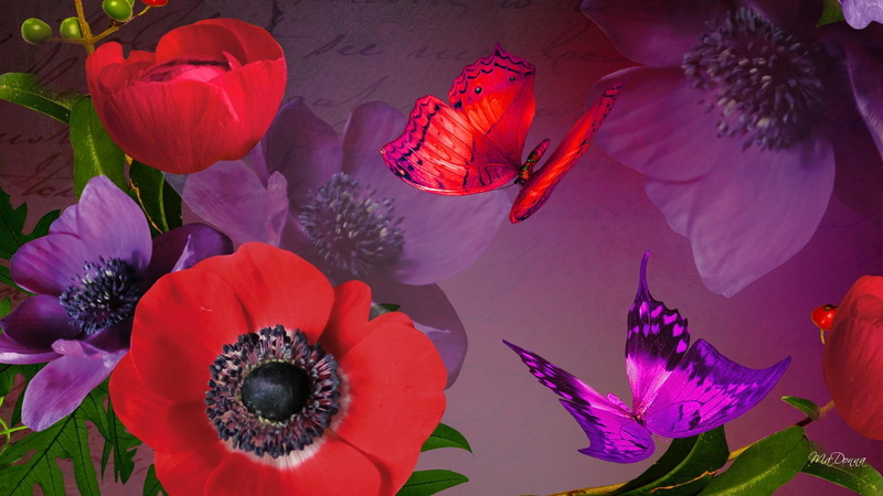 poppy, red, fleurs, purple, butterflies, papillon, autumn, flowers, fall, poppies, summer, perfect, abstract, bright, 1080P