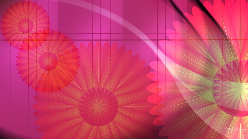 pink, abstract, summer, colors, bright, 3d and abstract, daisy, 1080P, spring, flowers, daisies
