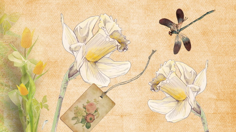 antique, 1080P, brown, flower, white, summer, painting, daffodils, 3d and abstra, dragonfly, old firefox persona, spring, tulips, vintage