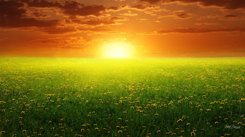 evening, flowers, sunset, bright, 1080P, field, horizon, sun, orange, dandelions, green grass, sunrise