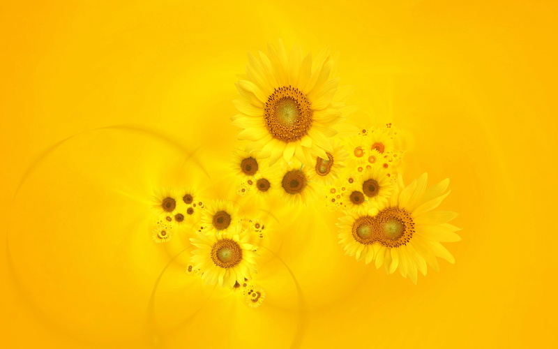 bright, 1080P, sunflowers, yellow