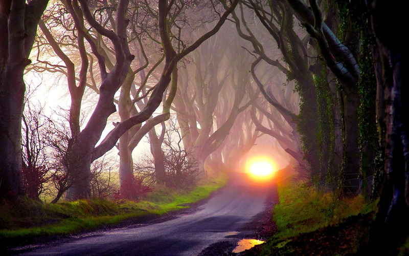mystery, lights, trees, autumn, road, darkness, 1080P, 3d and abstract