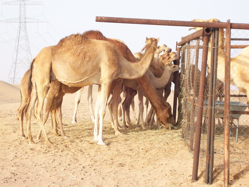 desert, barrier, land, 2K, animal family, mammal, boundary, sand Dune, group of animals, livestock, animal, sky, sand, dry, dromedary, camel, fence, herbivorous