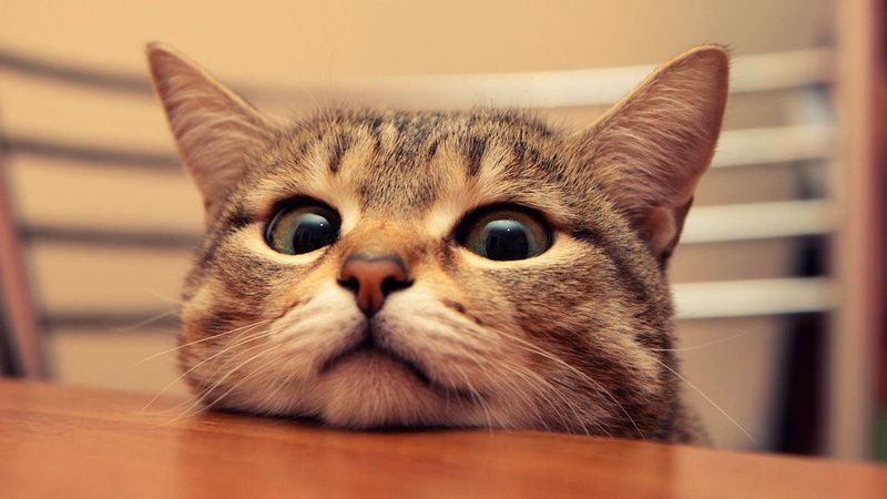 hd, 1080P, table, cat, peeking, cute, eyes