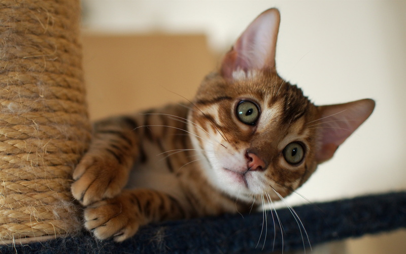 Peeking, Kitten, 2K