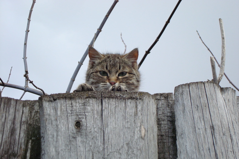 cute, outdoors, fence, domestic Animals, muzzle, peek, tabby, no people, domestic Cat, cat, young Animal, wood - Material, mammal, day, vertebrate, whisker