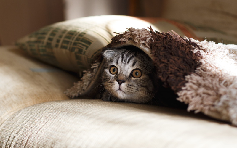 brown, portrait, pile, domestic cat, blanket, peeking out, fold, kitten, domestic animals, pets, sofa, fluffy, body part, playful, whisker, pet, one animal