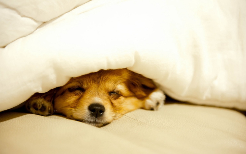 puppy, blanket, lying Down, mammal, indoors, sitting, 2K, looking, close-up, coated, bed, small, portrait, domestic, no People, animals And Pets, brown
