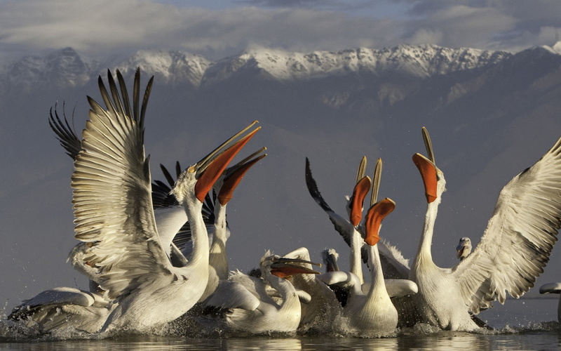 mountains, pelicans, 1080P, birds