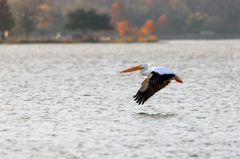 1080P, mid-air, flying, stork, animal, outdoors, animal wildlife, vertebrate, pelicans, waterfront, day, focus on foreground, water, animal themes, animals in the wild