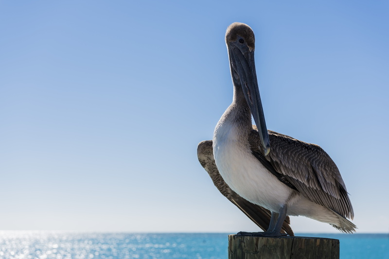 5K, pelicans, island, one animal, animal themes, pelican, bird, beauty in nature, copy space, vertebrate, landscape, no people, wooden post, animal wildlife