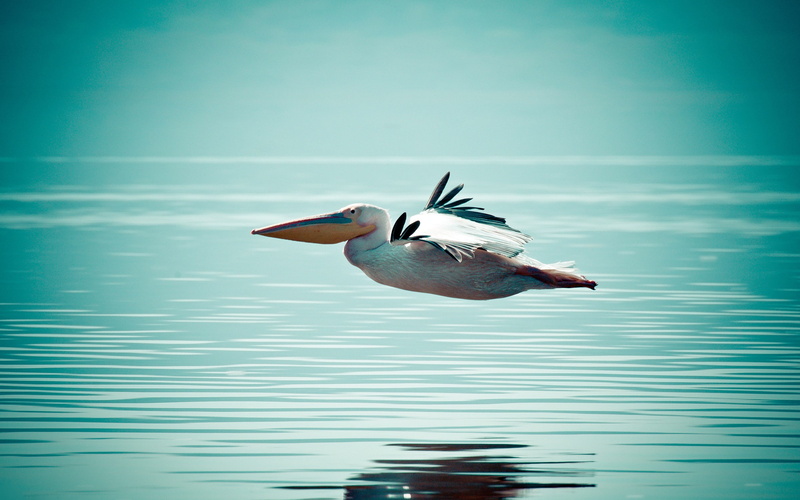 nature, horizon, feathers, animals, reflection, water, pelicans, 2K, birds, flying, wings