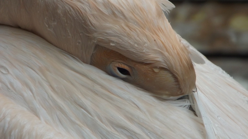bird, eyes, one animal, vertebrate, 4K, mammal, animal body part, animal themes, animals, pets, close-up, pelicans, animals in the wild, wildlife, animal eye