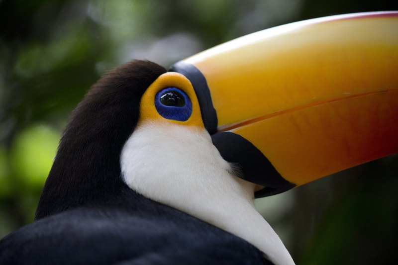 nature, bird Watching, ave, black, zoo, rainforest, black Color, color Image, tucán, endangered Species, naturaleza, wild bird, amazon Rainforest, forest