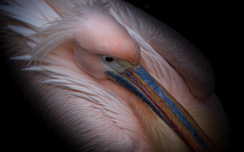 feather, animal body part, animal neck, ultra, animal wildlife, vertebrate, laptop, flamingo, phones, pink, close-up, 4K, preening, pelican