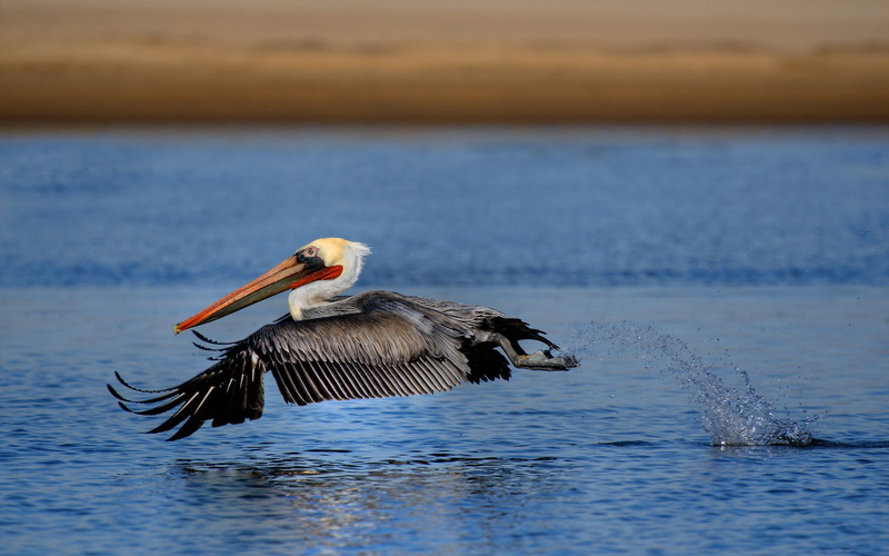 hd, animals, bird, 1080P, pelican