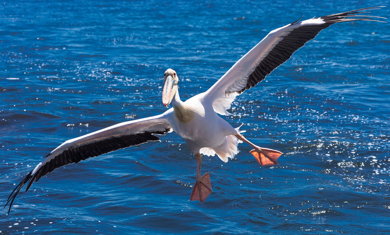 pelican, animal wing, africa, water, animal, namibia, wings, 4K, flapping, outdoors, animal wildlife, flight, flying, animals in the wild, one animal