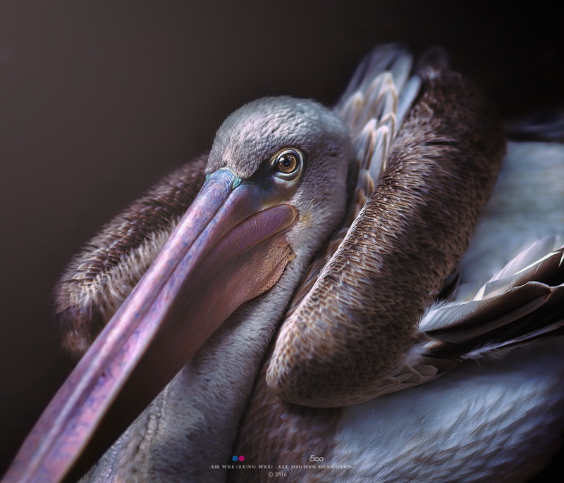 Nikon D750, f1, Lung, Bird Park, Penang, Wei, Portrait, white, Brown Pelican, explore, beak, Animals, Nature, animal, 8G, brown, 2K, Wildlife, Ah, bird