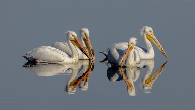4K, Pelican, 4K, bird, reflection