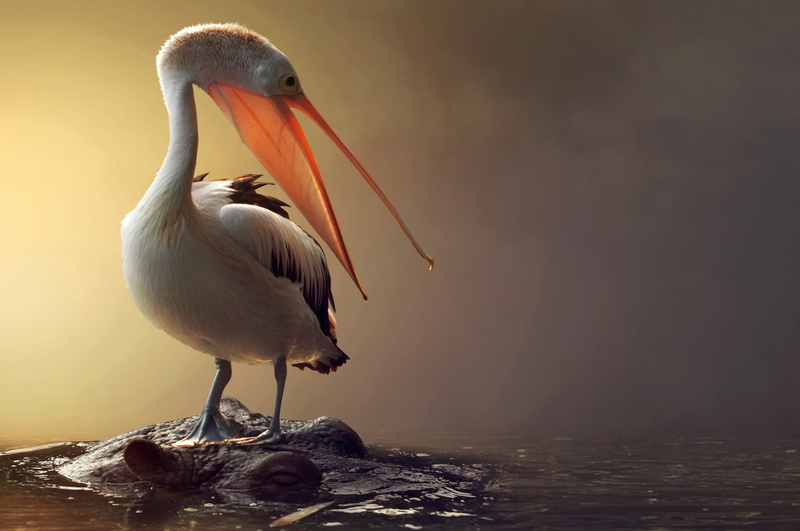 Bird, hippo, water, pelican, 1080P