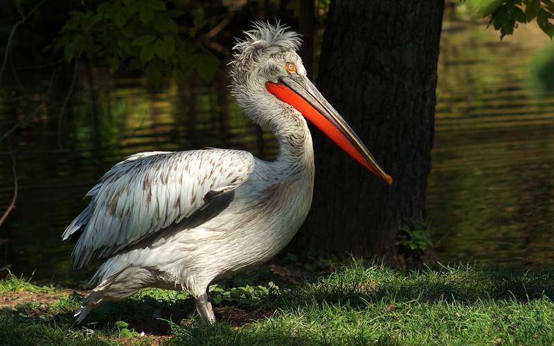 feather, full length, one animal, animals In The Wild, vertebrate, grass, stork, 720P, tree, no people, field, day, nature, growth, white, animal themes