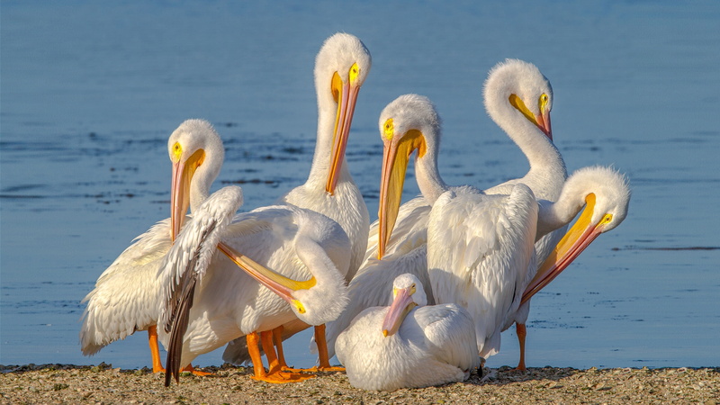  american, animal, focus on foreground, flock of birds, pelican, day, white color, vertebrate, national, group of animals, refuge, no people