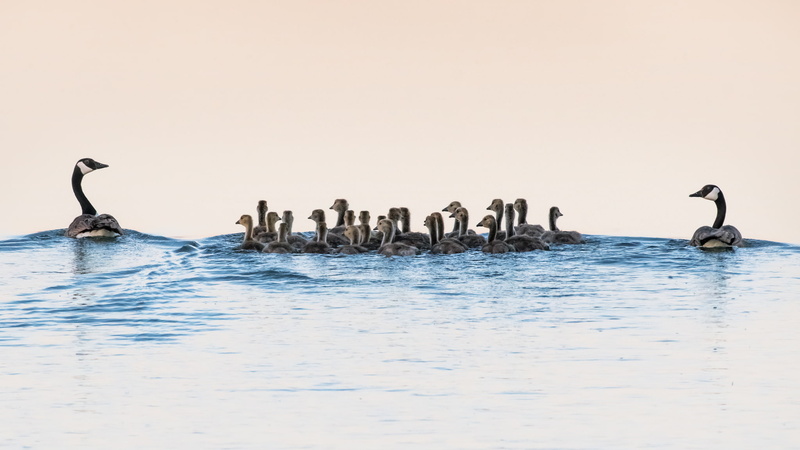 wildlife, animals in the wild, group of animals, geese, beauty in nature, cormorant, water, water bird, animal themes, no people, bird, animal, swimming