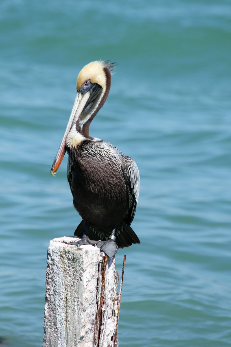 lake, bird, no people, seashore, one animal, coast, perching, post, pelican, animal, day, 5K, environmental, florida, beauty in nature, outdoors, sea