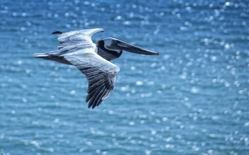 water, animals, blue, birds, nature, oceans, 2K, pelican, beautiful
