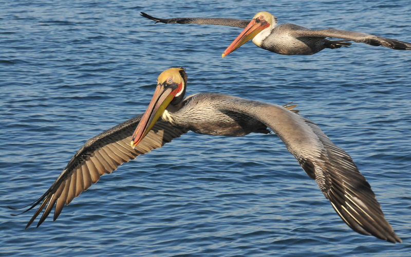 spread wings, north, 4K, bird, family, name, animal wildlife, lake, desktop, pelican, american, no people, vertebrate, occidentalisflight, beauty in nature