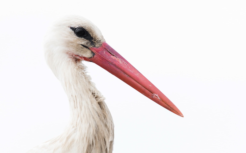 close-up, animal themes, animal body part, nature, 1080P, focus on foreground, pelican, white color, animal neck, animals in the wild, day, stork, one animal