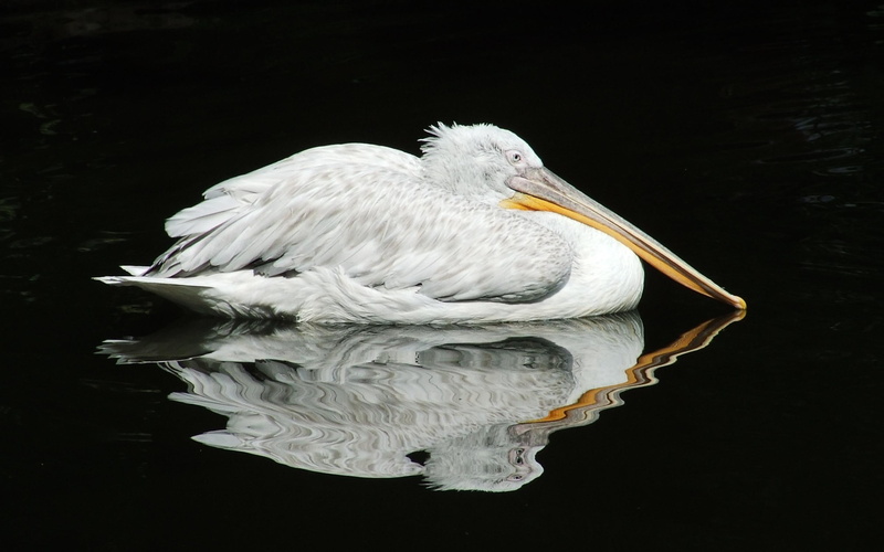 black pelican reflection, waterfowl, 2K, water bird, sea bird, reflection, animals, bird, pelican, black