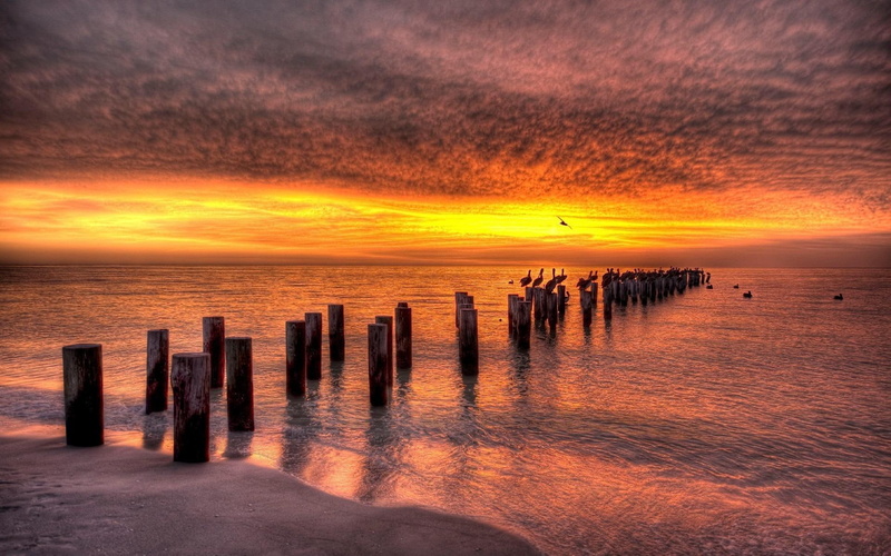 beach, hdr, sunset, nature and landscapes, pelican, birds, pylons, 1080P, convention