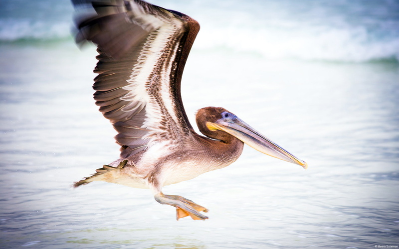 pelican, 1080P, water, bird