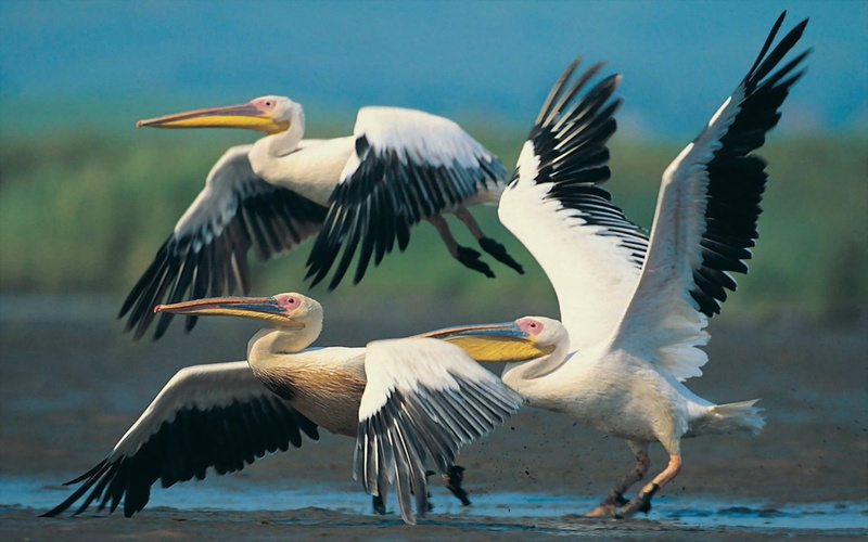 motion, vertebrate, two animals, stork, nature, animals And Pets, animals In The Wild, focus on foreground, bird, feather, flap, pelicans, wings, 1080P